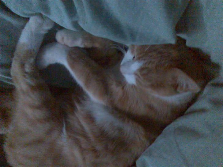 Huskat Mikkel *død* - ZzZzzz Mors seng er bedst! billede 5