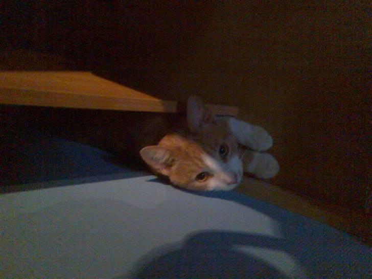 Huskat Mikkel *død* - Der er da plads nok til mig her! billede 6