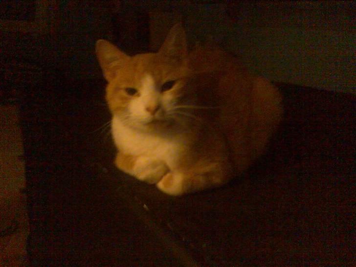 Huskat Mikkel *død* - sagde du noget? billede 7