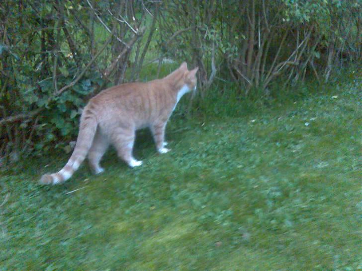 Huskat Mikkel *død* - Var det naboes kat? Nu puster jeg mig lige op, må jo godt se stor or farlig ud! billede 8