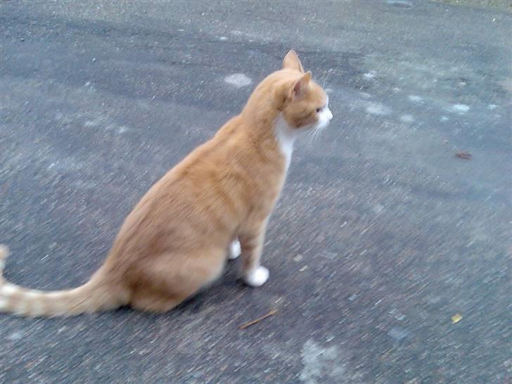 Huskat Mikkel *død* - Ja, det så mig ;) billede 9