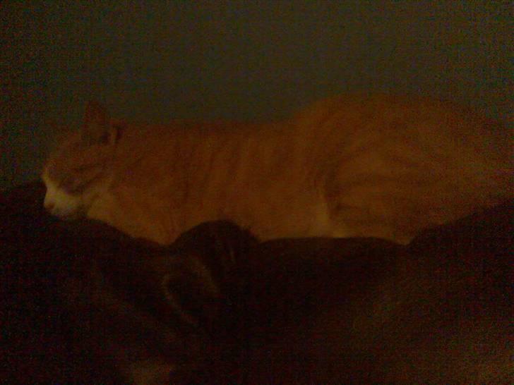 Huskat Mikkel *død* - ZzzZzz , sove jeg må.. billede 10