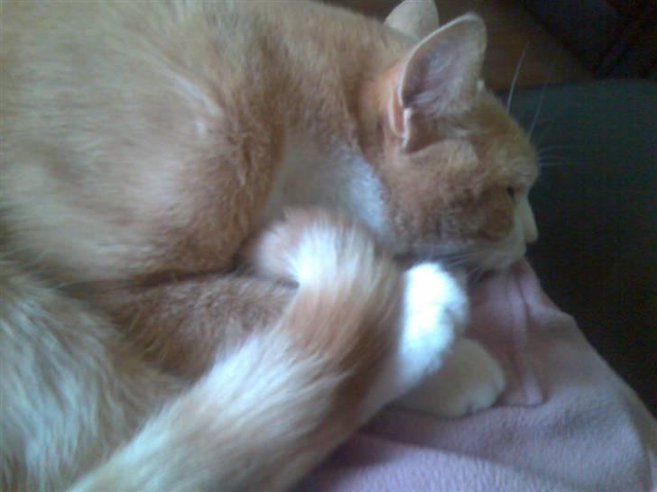 Huskat Mikkel *død* - ZzZzz På skødet er altså bedst.. billede 11