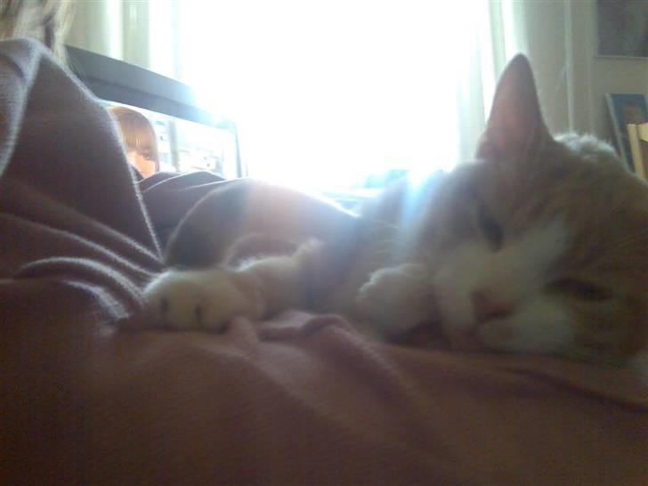 Huskat Mikkel *død* - åh det her er livet billede 12