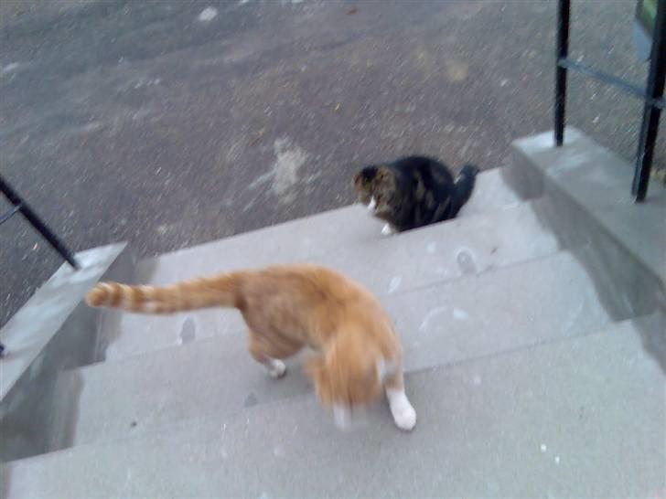 Huskat Mikkel *død* - Nej nej! har ikke tid til at stå stille, det jo naboens kat på MIN trappe! nu går jeg altså  billede 13