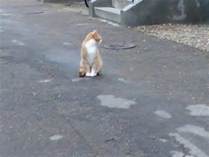 Huskat Mikkel *død* - Se hvor pænt jeg sidder, vil du nu gå tur? billede 14