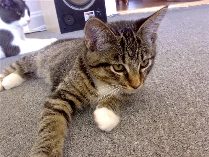 Blanding af racer tiger billede 14