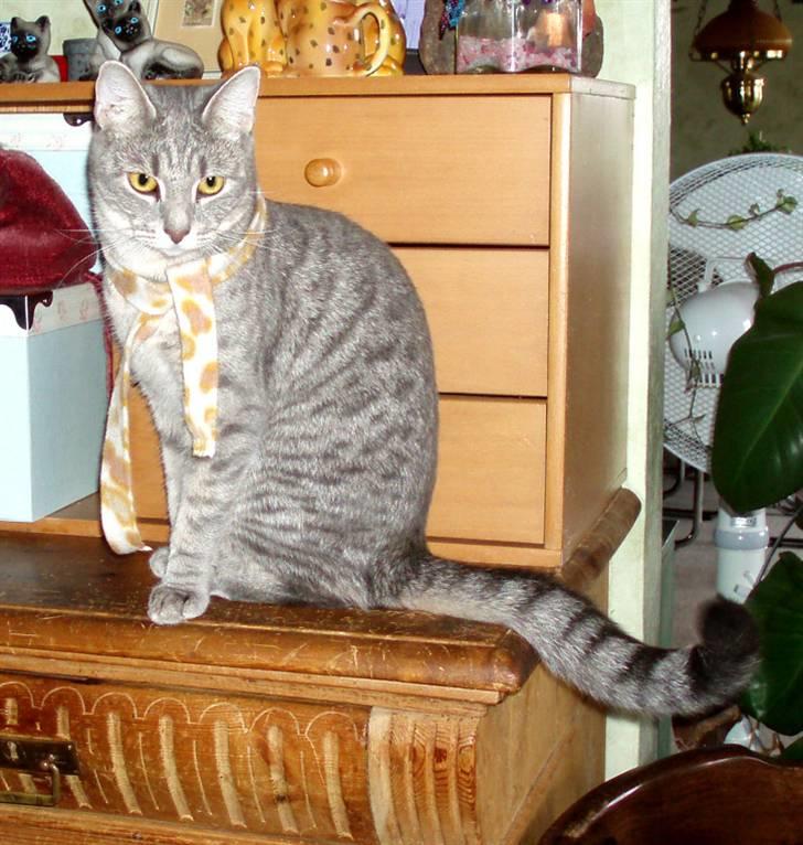 Huskat Kathrine - "Hej. Velkommen til min profil." billede 1