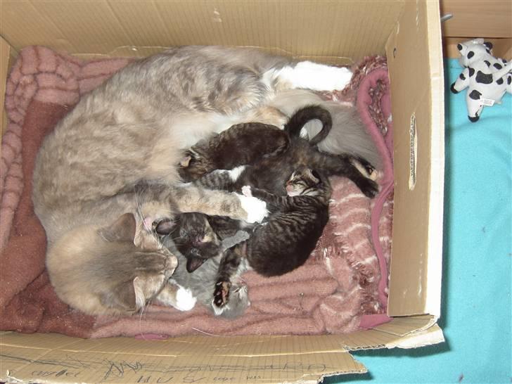 Huskat Kathrine - "Her er jeg ca. en uge gammel sammen med mine søskende og mor, Misty." billede 2