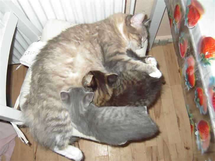 Huskat Kathrine - "Mistymor, Tyson og mig." billede 3