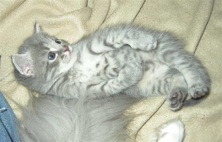 Huskat Kathrine - Ca. en måned gammel. billede 4