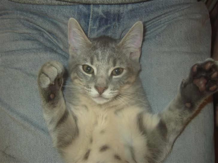 Huskat Kathrine - "Jeg er klar til den store verden...2 billede 5