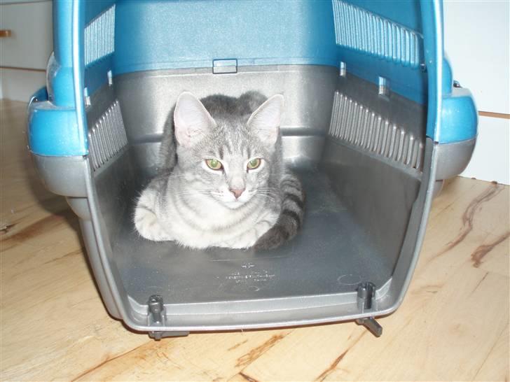 Huskat Kathrine - "Luk nu bare lågen, så vi kan komme afsted..." billede 7