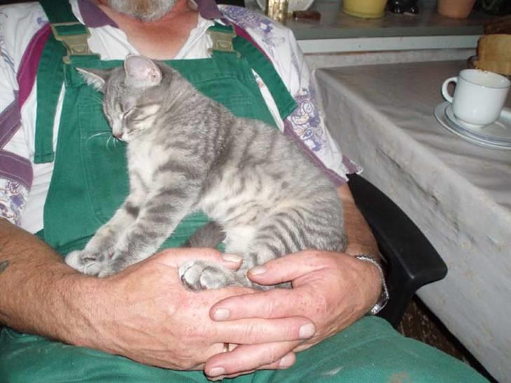 Huskat Kathrine - "Min nye far passer også på mig." billede 8