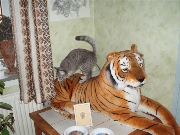 Huskat Kathrine - "HAH.! Den er jeg da ikke bange for." billede 9