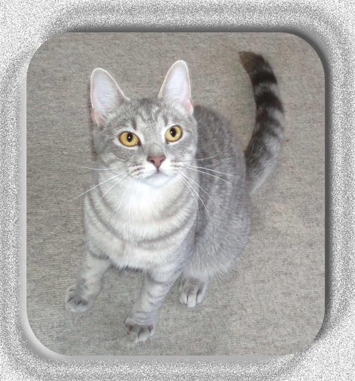 Huskat Kathrine - Portræt  billede 10