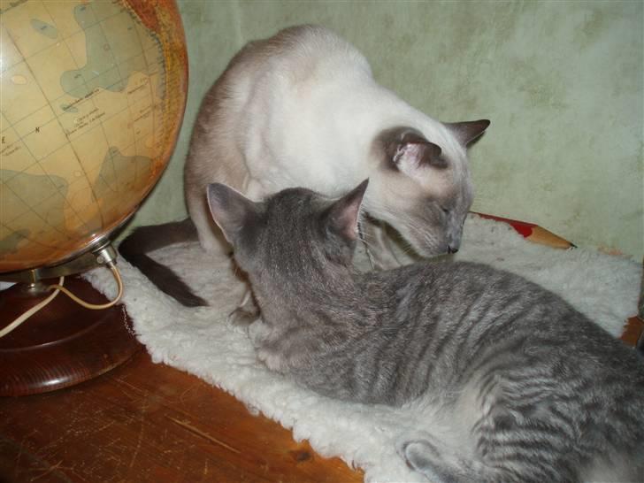 Huskat Kathrine - "Arthur blev min ven inden der var gået en uge." billede 11