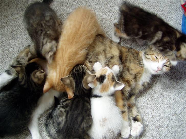 Huskat Pussi billede 7