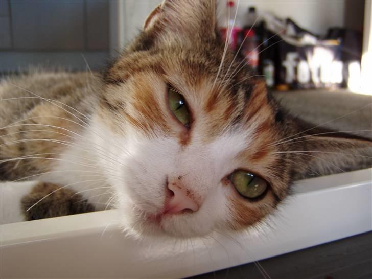 Huskat Pussi billede 8