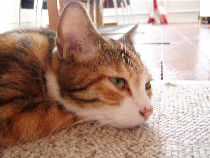 Huskat Pussi billede 9