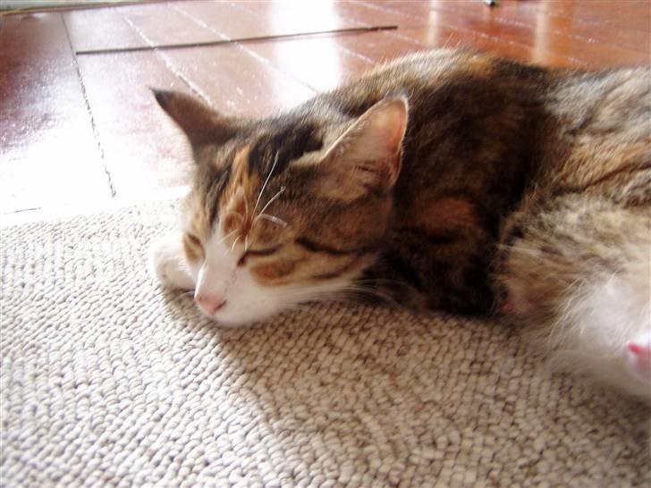 Huskat Pussi billede 10