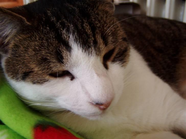 Huskat Manse billede 15