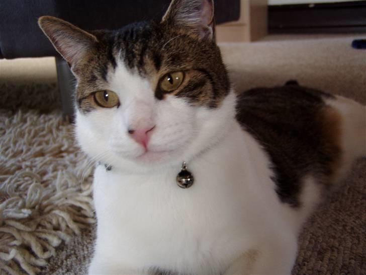 Huskat Manse billede 16