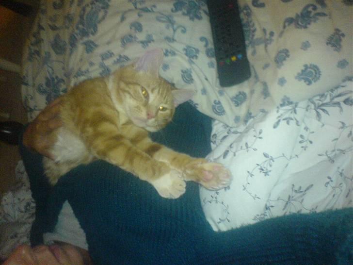 Huskat Baby freja billede 8