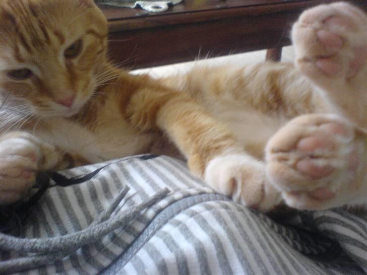 Huskat Baby freja billede 9