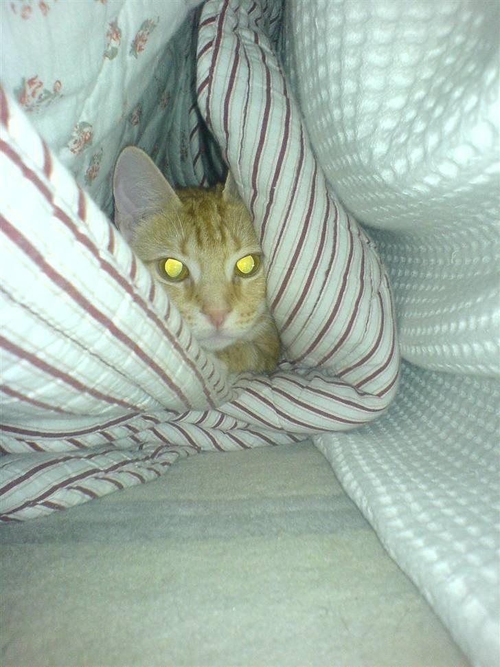 Huskat Baby freja billede 10