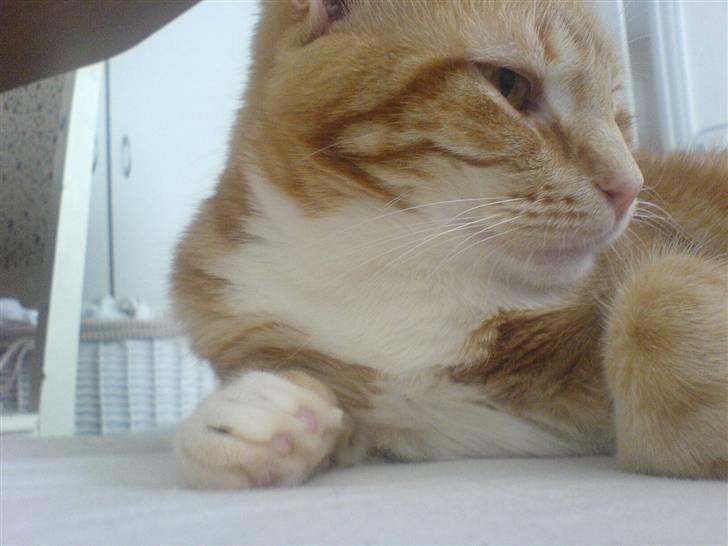 Huskat Baby freja billede 11