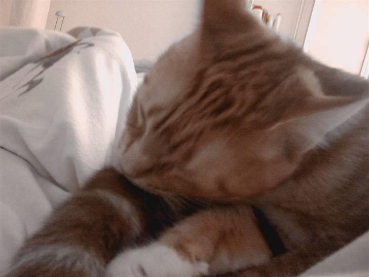 Huskat Baby freja billede 12