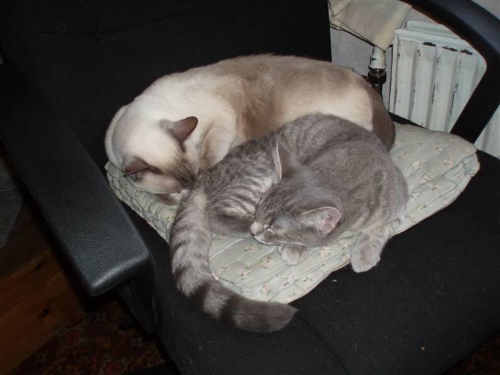 Huskat Kathrine - "Vi sover også tit sammen, men han sover nu for meget." :o) billede 12