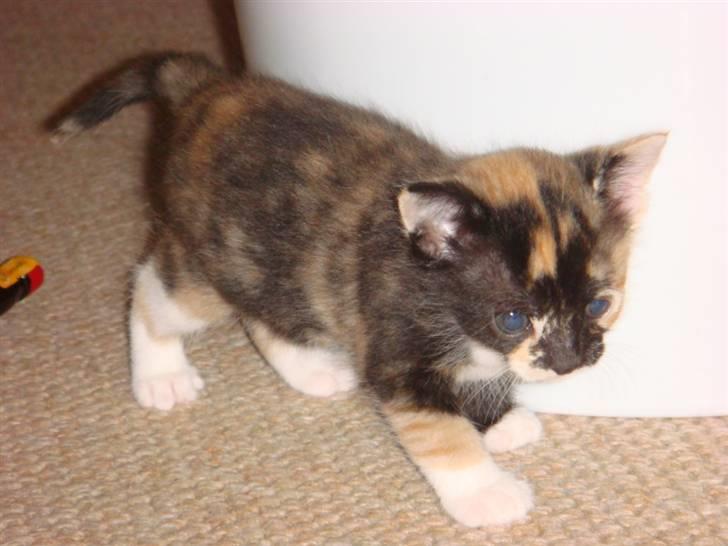 Huskat Ferrari og Andrea - Lille Andrea pigen billede 2