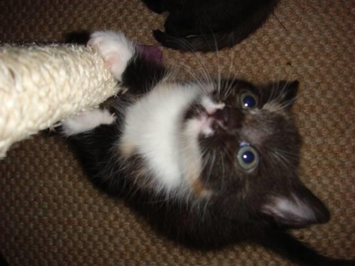 Huskat Ferrari og Andrea - Ferrari, der altid er fuld af energi billede 3