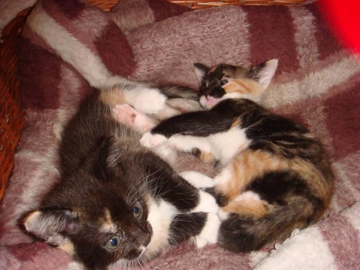 Huskat Ferrari og Andrea - Andrea og Ferrari putter billede 4