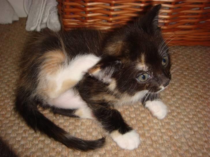 Huskat Ferrari og Andrea - Ferrari pigen har lige tid til en lille klø pause billede 5