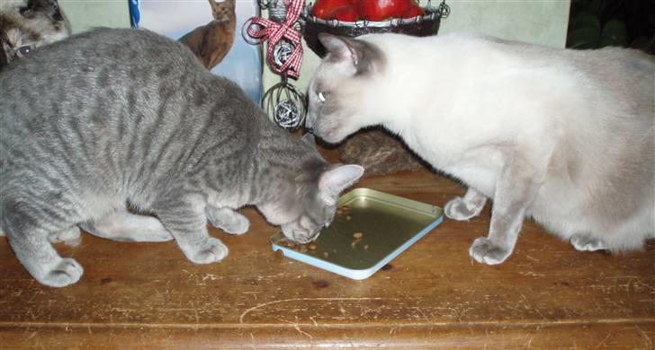 Huskat Kathrine - "Jeg må også godt spise af hans mad, og det er endda hans yndlings..." billede 13