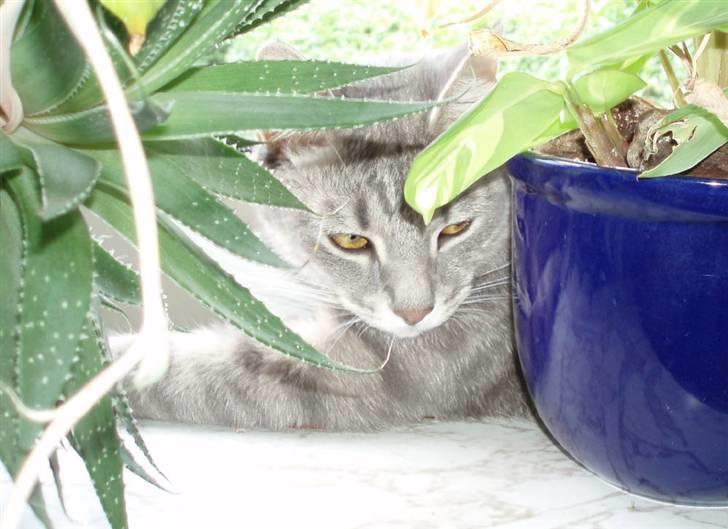 Huskat Kathrine - Og så lige en lille morfar. billede 14