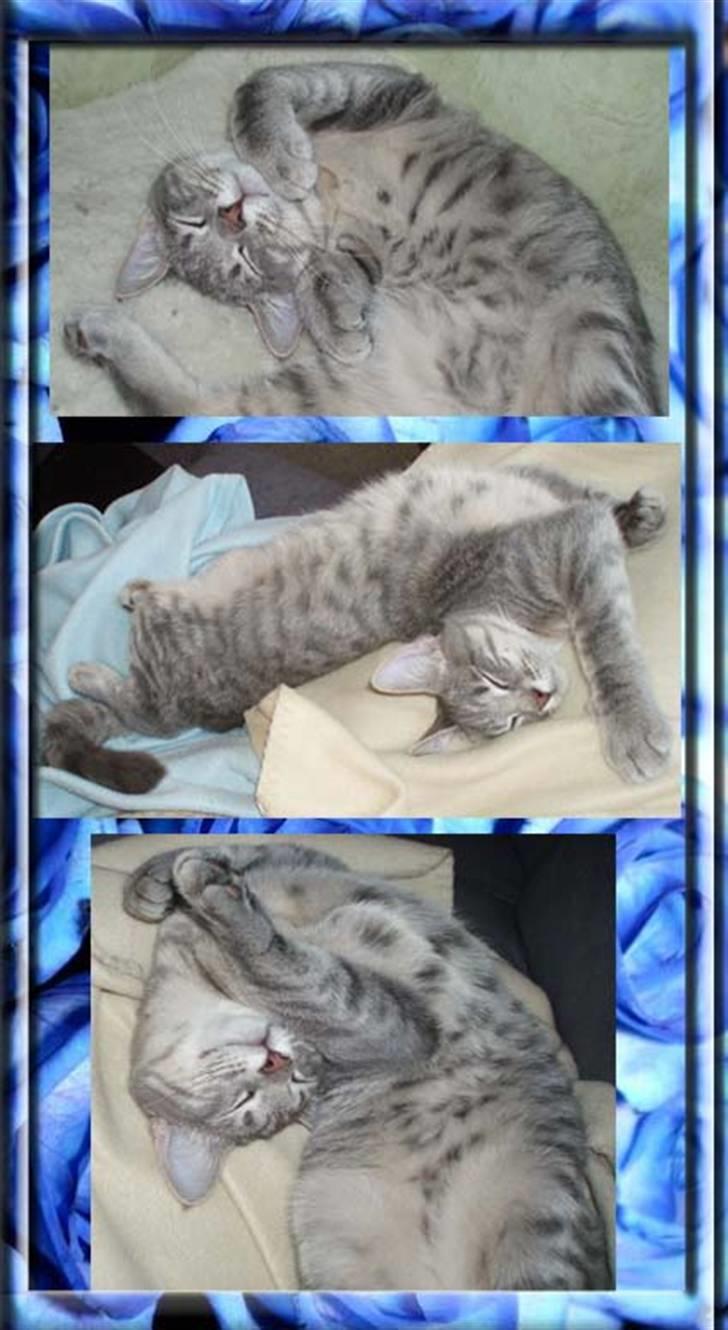 Huskat Kathrine - "Gad vist, hvorfor de kalder mig´splat kat´..!" billede 15