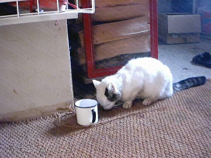 Huskat Bibi-Død billede 2