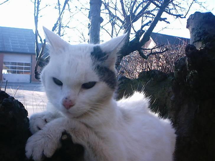 Huskat Bibi-Død billede 3