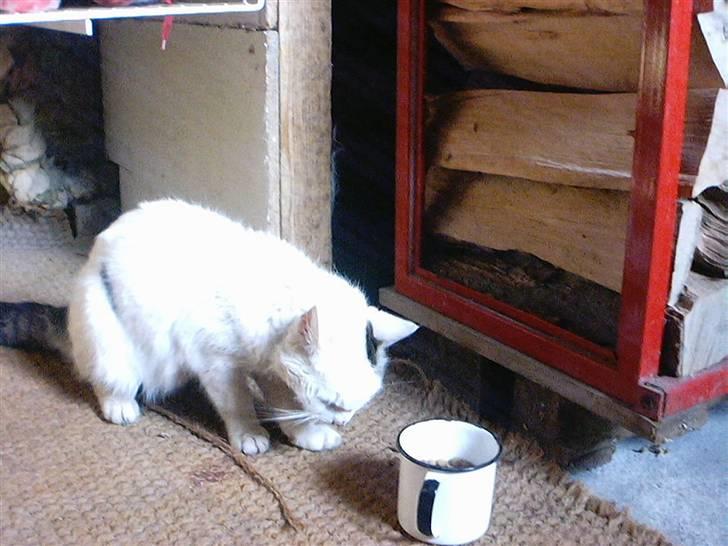 Huskat Bibi-Død billede 5