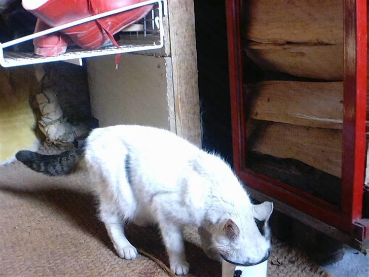 Huskat Bibi-Død billede 6