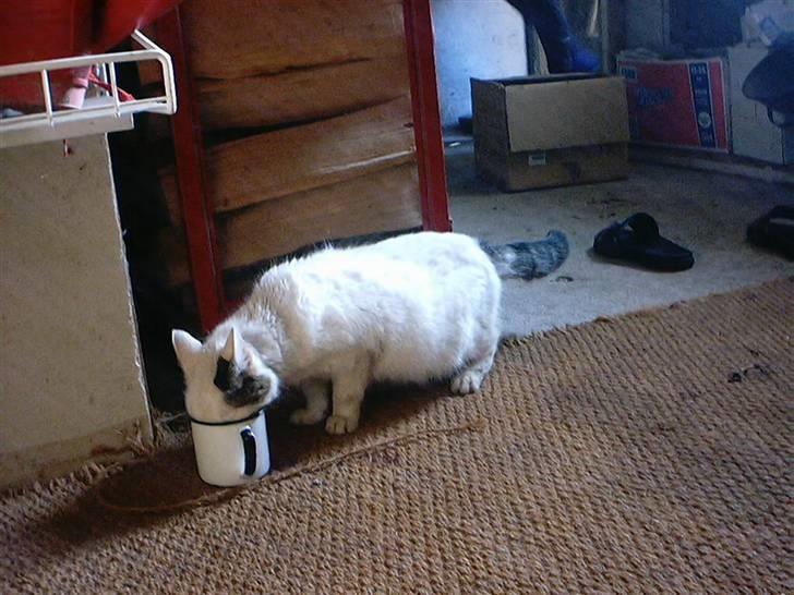 Huskat Bibi-Død billede 7