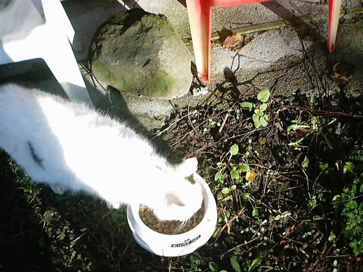 Huskat Bibi-Død billede 8