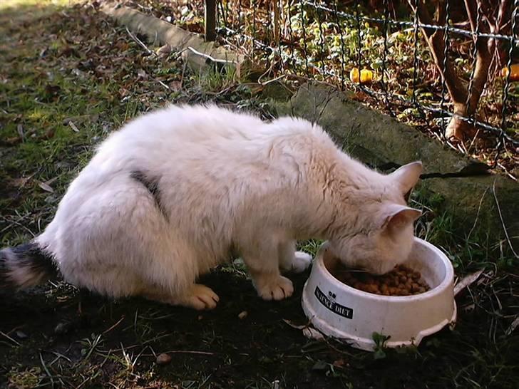 Huskat Bibi-Død billede 9