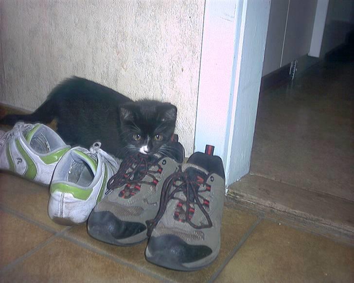 Blanding af racer Kismano billede 1