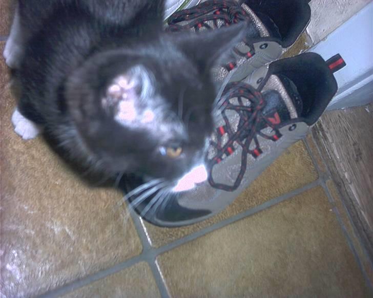 Blanding af racer Kismano billede 2