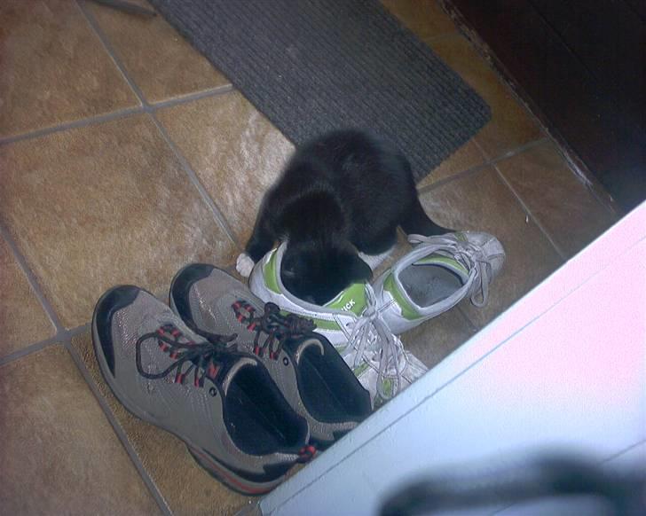 Blanding af racer Kismano billede 3